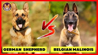 German Shepherds VS Belgian Malinois – The Ultimate Dog Competition  Dogdingda [upl. by Rempe86]