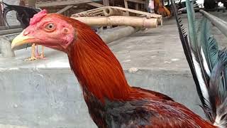 Inilah Pasar Ayam Di Bolu Toraja Utara [upl. by Grishilde]