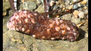 Holothuroidea Sea cucumber from Greece 2 [upl. by Shanon270]