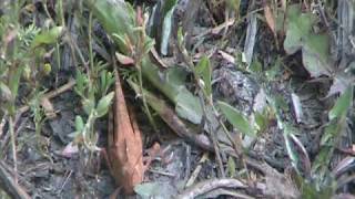 Carolina Grasshopper Acrididae Dissosteira carolina Taking Flight [upl. by Airdnaxela]