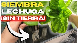 Como SEMBRAR LECHUGA en AGUA 💧 3 HIDROPONÍA en CASA [upl. by Orelie]