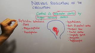 CVS physiology 117 control of vasomotor Center by higher nervous Centers [upl. by Veronique935]