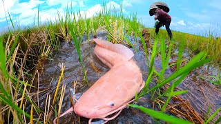 Awesome Fishing a smart fisherman catch a lots of Redfish amp catfish at rice field by hand [upl. by Verile]