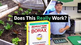 Can Borax Be Used in the Garden [upl. by Atiuqes]