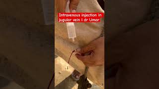 Intravenous injection in jugular vein l dr Umar khan [upl. by Regine620]