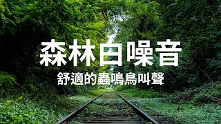 大自然的白噪音 1小時｜森林鳥鳴聲，身心放鬆，平靜學習輔助 [upl. by Eciryt]