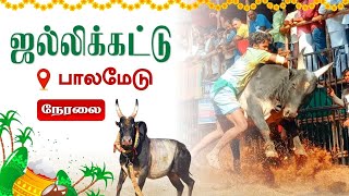 🔴LIVE பாலமேடு ஜல்லிக்கட்டு 2024  Palamedu Jallikattu 2024  Pongal Special  Vendhar TV [upl. by Moazami]