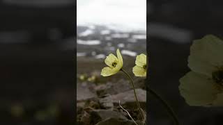 Plants with Amazing Abilities The Poppy That Grows In The Arctic tundra [upl. by Yessej206]