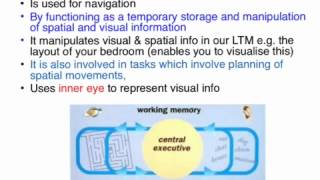 Working Memory  VCE Unit 3 Psychology [upl. by Anirak]