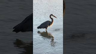 The Bizarre Mouthwash Habit of the Great Blue Heron [upl. by Margo58]