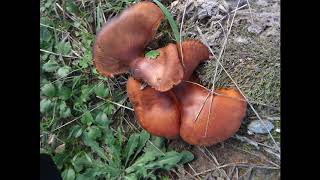 Omphalotus olearius commonly known as the jack o lantern mushroom [upl. by Drofniw]