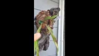 Mounting staghorn platycerium ferns onto driftwood [upl. by Aeki726]