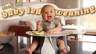 First Week of Baby Led Weaning at 6 Months Old  BLW Tips  Advice [upl. by Dimmick976]