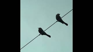 Two birds on a wire  TIKTOK VERSION  Final chorus has all choruses playing  Regina Spektor [upl. by Hughett]