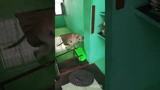 pet lovers YouTube channel sponsored dog wheel chair thanks ❤❤❤sister [upl. by Pablo]