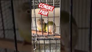 conure parrotsunconureconureparrotparrottalkingparrotbreeding birds [upl. by Retep]