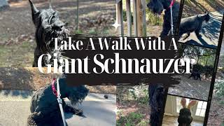 Dog Facts 101  Take A Walk With A Giant Schnauzer [upl. by Llyrad]