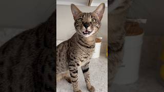 Cute Savannah Cat Meowing Nonstop cat savannahcat meow shorts [upl. by Irrep400]