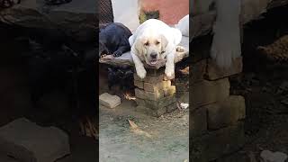 Labour dog Viral video Youtubeshort short video [upl. by Alemaj807]