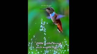 Humming bird nature biology zoology birds viral vedio [upl. by Isola]