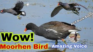 Wow moorhen bird amazing voice  Moorhen birds best sound [upl. by Alleber]