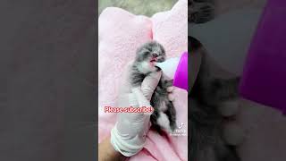 Heartwarming Cat rescue rescuecats rescuekittens catrescue catshort petrescue [upl. by Leak236]