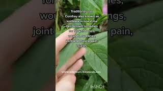 Comfrey plant [upl. by Atirehs]