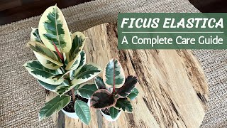 Complete Ficus Elastica Care Guide  Rubber Plant Care and Propagation [upl. by Etteval]