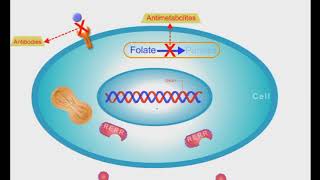 Anticancer Drugs short animation video [upl. by Suivatnad]