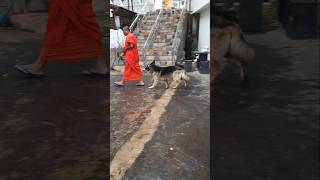 The German Shepherd Dog That Attends Sermons with Monks🐶 A Spiritual Connection nature dog shorts [upl. by Dickey272]