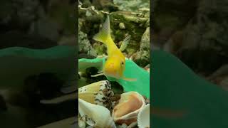 Bright Fish in the Aquarium  Golden Chinese Algae Eater fish [upl. by Kcyred353]