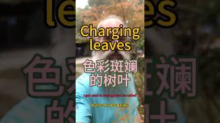 Changing leaves  色彩斑斓的树叶 [upl. by Janenna838]