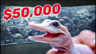 Rare White Alligator Gets a 50000 New Home [upl. by Garneau537]