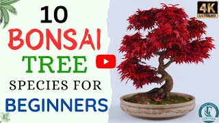 10 Bonsai Trees For Beginners  Bonsai Tree Species [upl. by Yecies307]