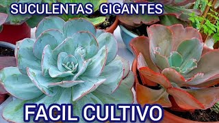 SUCULENTAS QUE FICAM GIGANTES E DE FACIL CULTIVO [upl. by Alel]