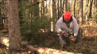 Massive Canada Buck [upl. by Arne]