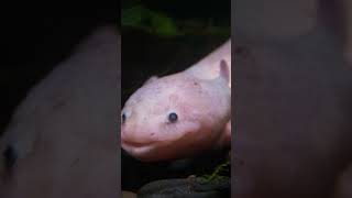 Axolotls regenerate ability 😯👍 facts wildlife nature [upl. by Romelle]