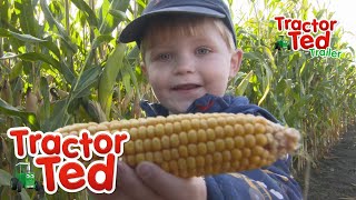 AMazing Day 🌽  New Tractor Ted Trailer  Tractor Ted Official Channel [upl. by Dlnaod]