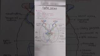 Optic Nerve anatomy [upl. by Che]