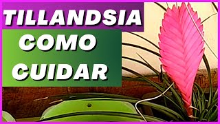 🌿 Como cultivar TILLANDSIA CYANEA [upl. by Hanni]