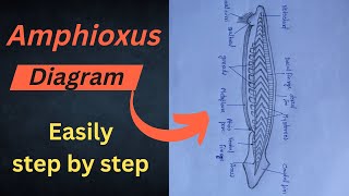 Diagram of Amphioxus Amphioxus diagram  easily draw 😳step by step for beginners  biology 🔥💯 [upl. by Lamrert964]