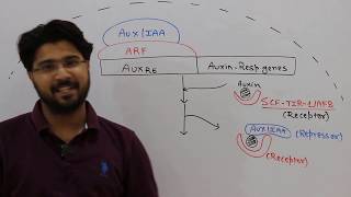 Auxin signalling CSIR DBT GATE ICMR IFS MScentrances ARSNET [upl. by Indnahc336]