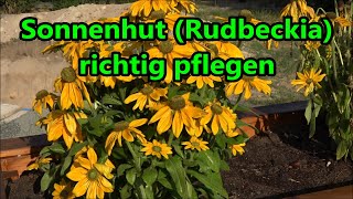 Sonnenhut Rudbeckia richtig pflegen gießen düngen schneiden vermehren Standort Rudbeckien [upl. by Niamor]