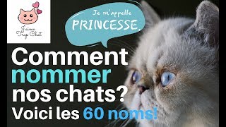 😸Les 60 noms de chats les plus populaires en France 😸Quel nom choisir pour votre chat 😸 [upl. by Dickie]