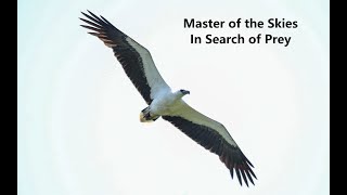 Master of the Skies in Search of Prey  Whitebellied Sea Eagle scans for the prey  Documentary [upl. by Melar]