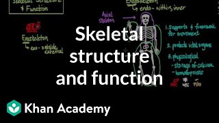 Skeletal structure and function  Muscularskeletal system physiology  NCLEXRN  Khan Academy [upl. by Ramsden]