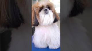 Shihtzu grooming video 💕grooming groomingtips shihtzu shihtzugrooming dogsound dogvideos [upl. by Nylzaj894]