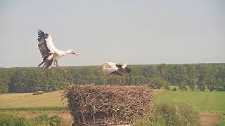 Jungstörche testen den Horst im NABUArtenschutzzentrum Leiferde [upl. by Blackmun484]