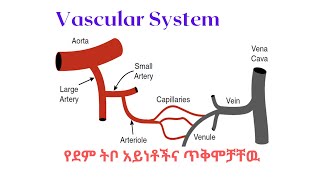 Vascular System  የደም ትቦ አይነቶችና ጥቅሞቻቸዉ  ፊዚዮሎጂን በጥልቀት  Arteries  Veins  Capillaries [upl. by Narayan981]