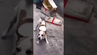 Ena vachu comedy panaleya😡🐕tamilpets pattupomi petcomedy shortsfeed viralshortvadivelucomedy [upl. by Kraska962]